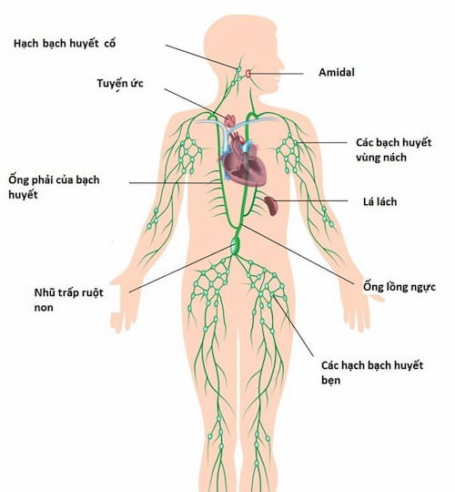 Kỹ thuật massage thải độc da qua hệ bạch huyết qua sơ đồ trên